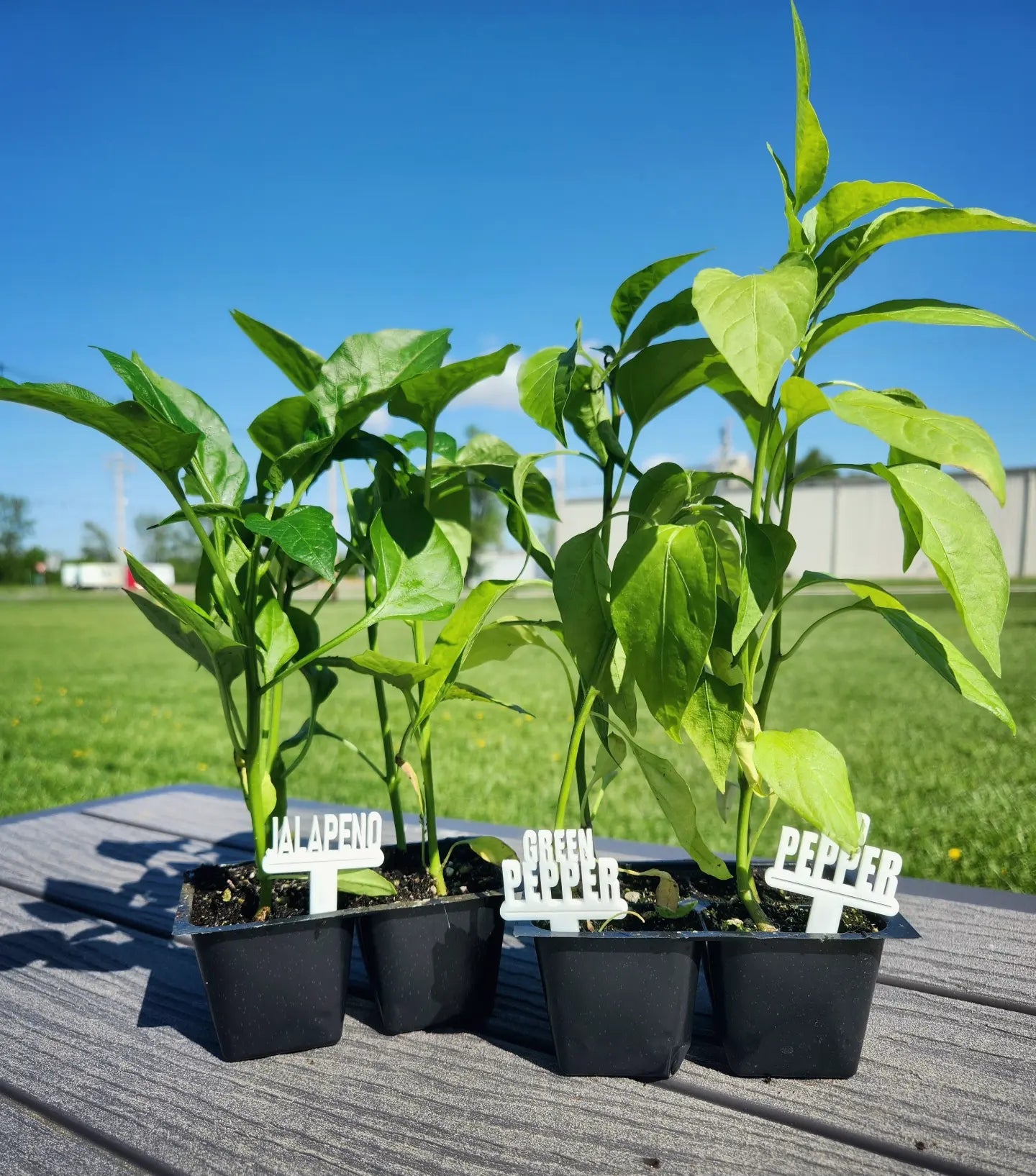 Acrylic Plant Markers