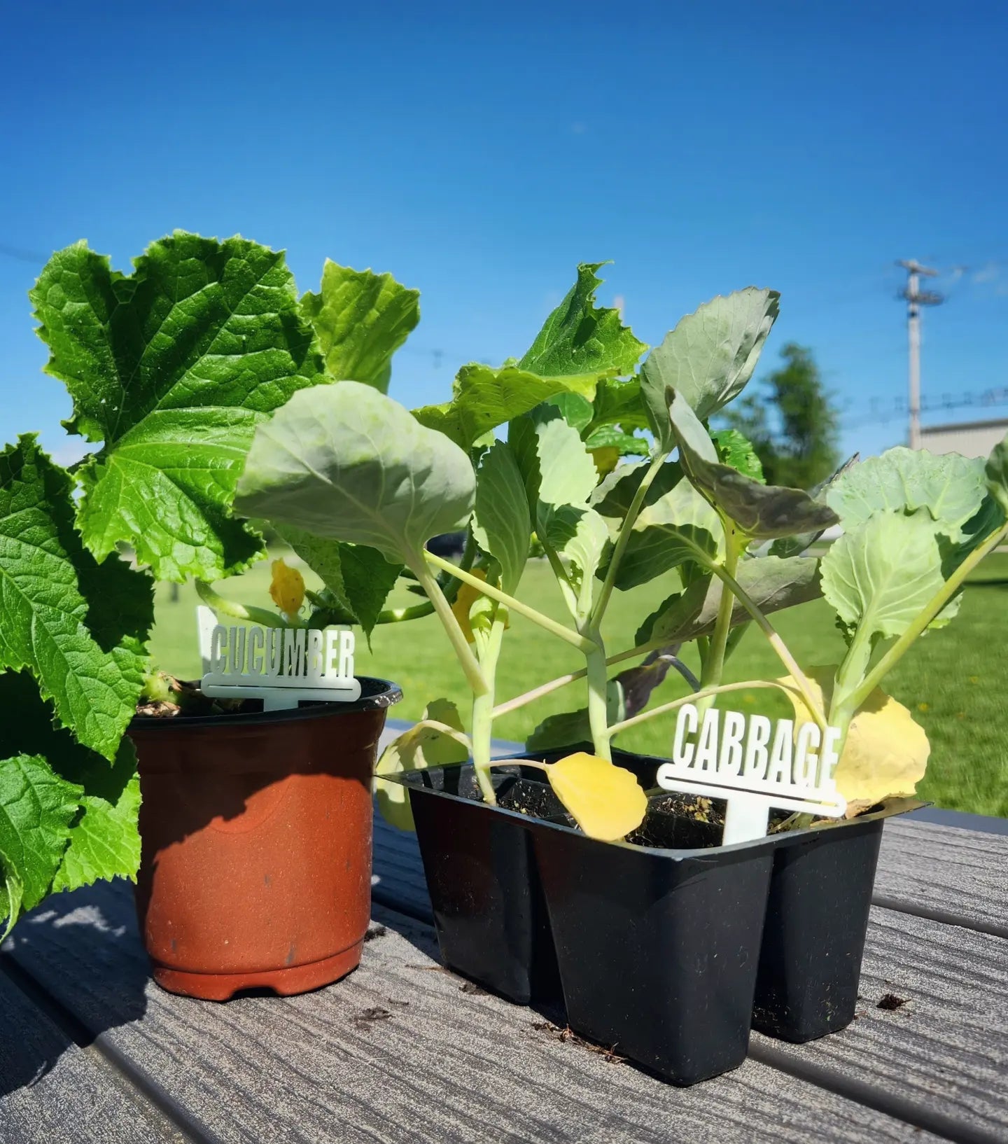 Acrylic Plant Markers