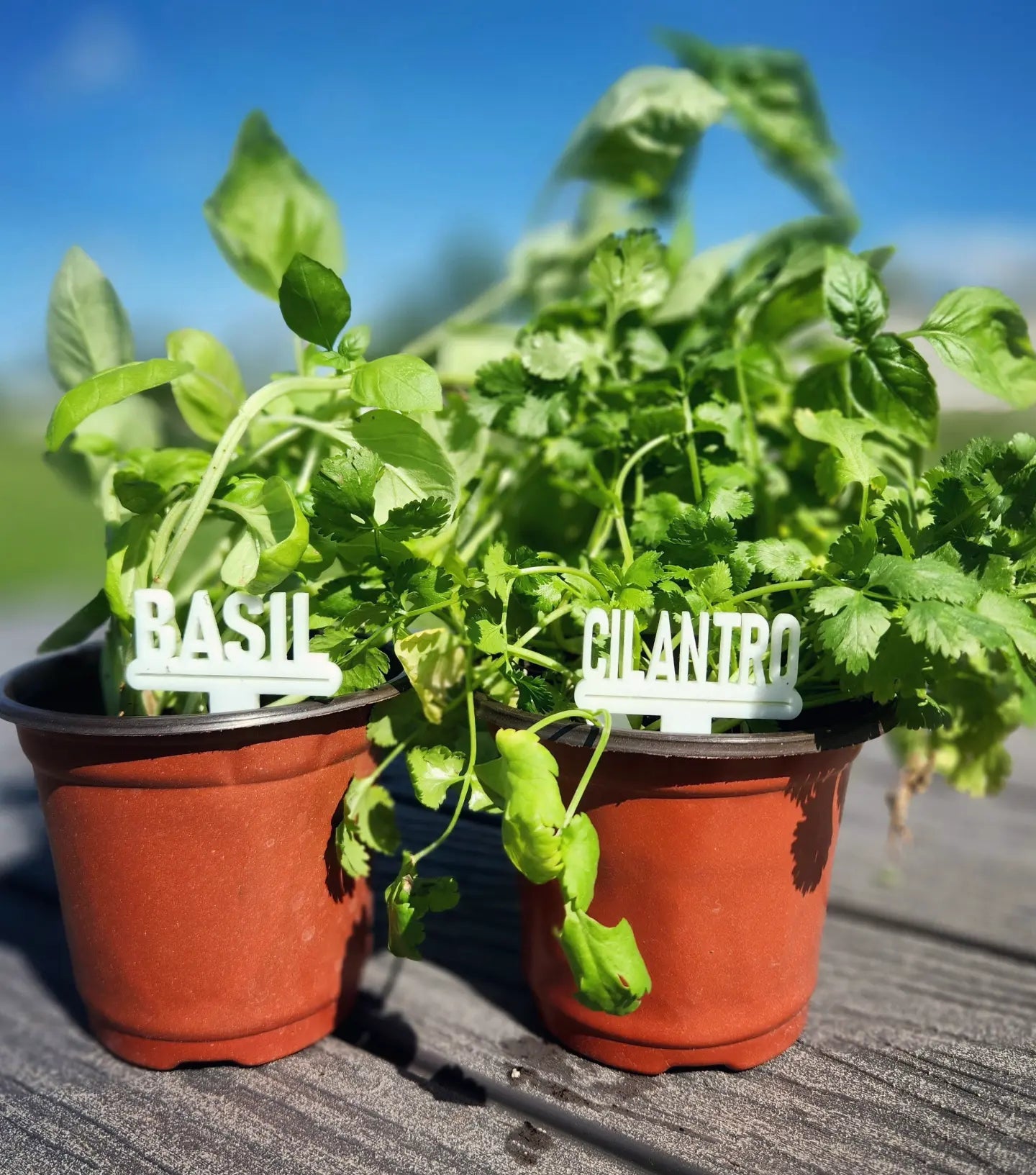 Acrylic Plant Markers